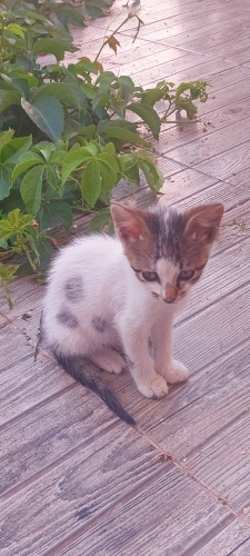 Ömürlük yuva arıyoruz 🙏😻 fotoğraf