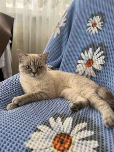 Kızımıza yuva arıyoruz fotoğraf