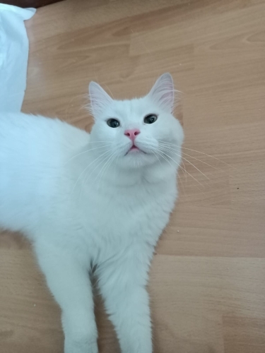 Beyazı ailesi terk etti fotoğraf