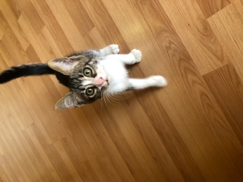 1.5 aylık erkek acil yuva fotoğraf