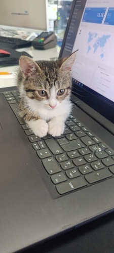 Yavru Kedi Kerem fotoğraf
