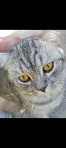 Pati yuva arıyor fotoğraf