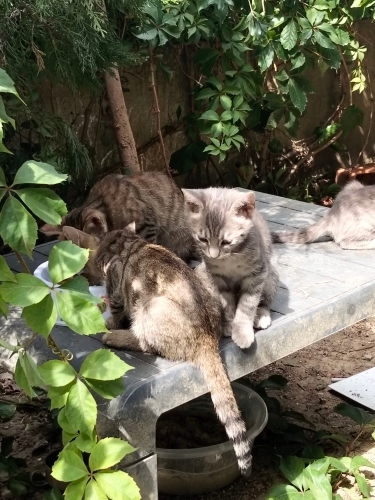 Yeni doğum yapan annemize ve bebeklere yuva fotoğraf