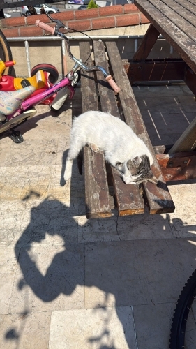 BENEKLİ KALICI YUVASINI ARIYOR fotoğraf