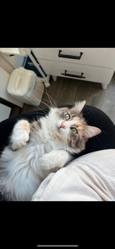 2 yaşında dişi, kısır, çipli fotoğraf