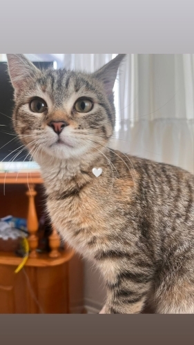 Kısırlaştırılmış kedimize yuva arıyoruz, lütfen yardımcı olun 🥺 fotoğraf