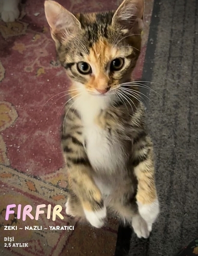 Yavru kedi Fırfır (Tek başına ya da kardeşleriyle) fotoğraf