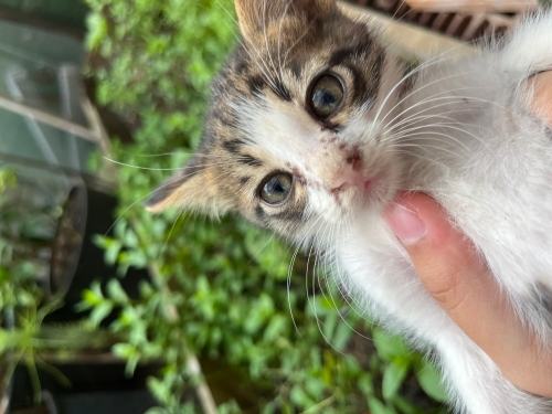 Üzgün Minnak kedi fotoğraf