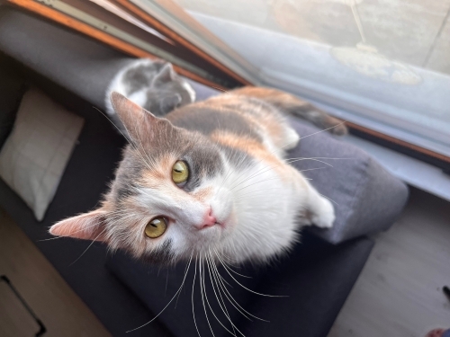 Myko Ömürlük Yuvasını Arıyor fotoğraf