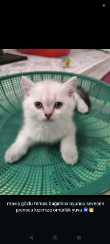 Anne Sukutişfold baba sukutiş straing fotoğraf