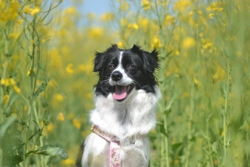 Border collie kırması 50 komut biliyor fotoğraf