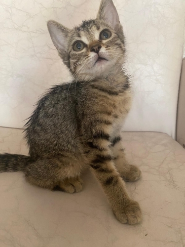 🖤🤎 Bir Erkek, Bir Dişi Minik Kalpler Yuva Bekliyor fotoğraf