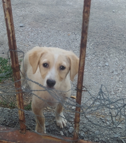 Yavru köpek, çok oyuncu fotoğraf