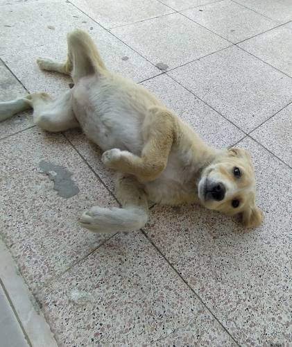 Yavru köpek, çok oyuncu fotoğraf