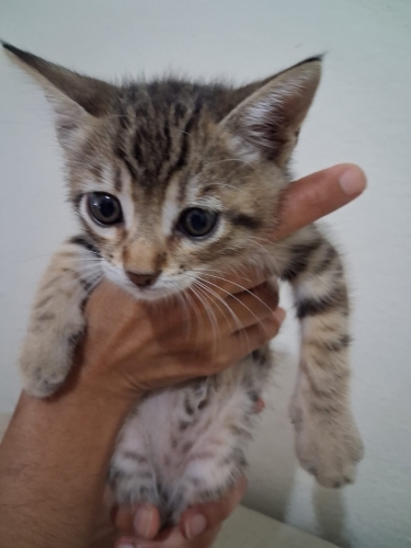 2 aylık Tekir kedimize Acil yuva aranıyor !! fotoğraf