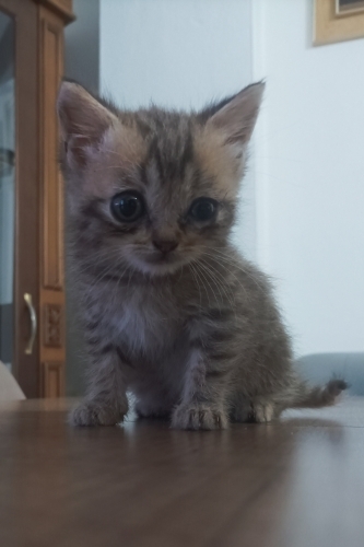 ACİL YAVRU KEDİ SAHİPLENDİRİYORUZ fotoğraf
