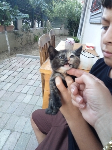 Kalıcı yuva arıyoruz fotoğraf