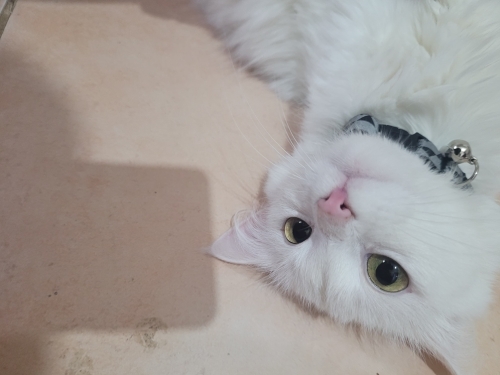 Sütlaç'a yuva arıyorum fotoğraf