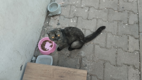 Siteye terk edildi sokakta yaşayamaz fotoğraf