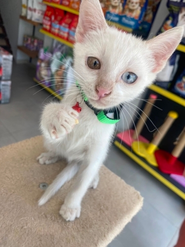 Minik Kediye Acil Yuva Arıyoruz Barınacak bir evi yok fotoğraf