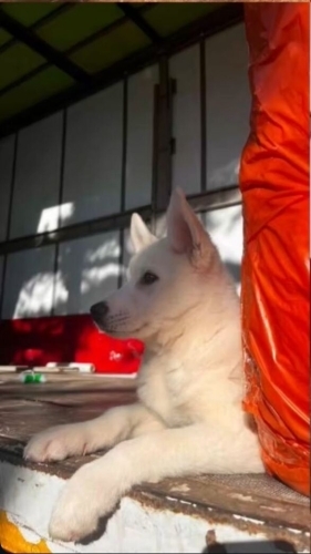 Börü yeni yuvasını arıyor fotoğraf