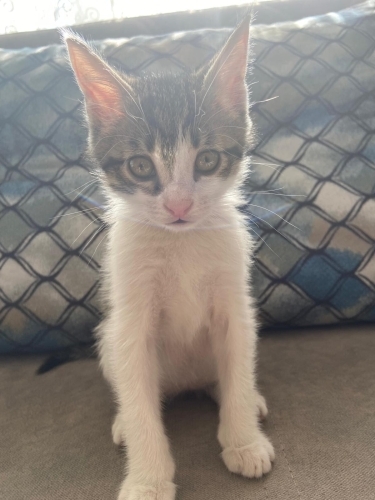 TOFU İÇİN ACİL YUVA fotoğraf