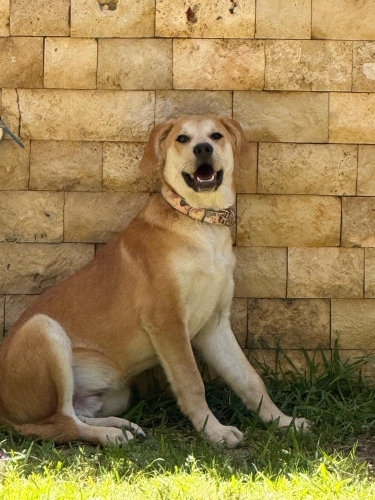 Babakar yuva arıyor fotoğraf