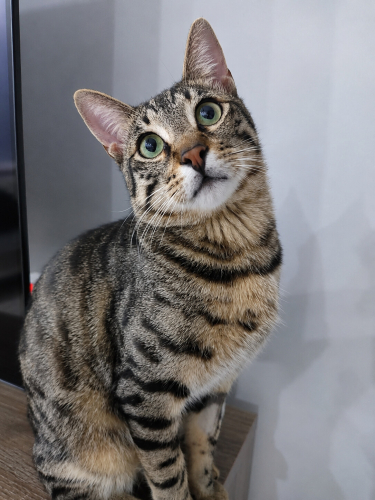 Poni ömürlük yuvasını bekliyor🐾 fotoğraf