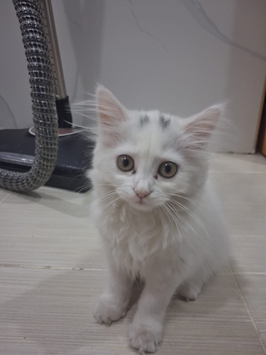 Prensese yuva arıyoruz fotoğraf