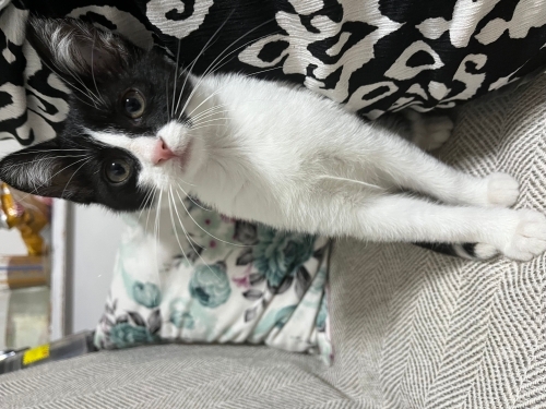 Yavru Tekir kedi yuva aranıyor fotoğraf