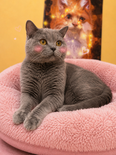 Ücretsiz sahiplenme British kedi fotoğraf
