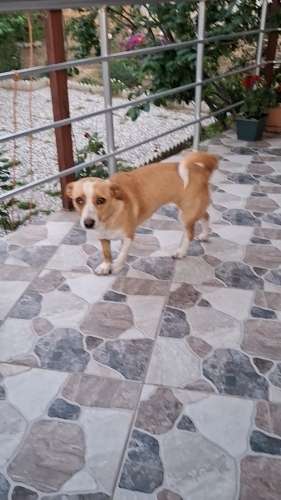 Barınağa gitmeden sahiplensin fotoğraf