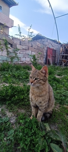 Kedilerim çok sevimli ve uysallar fotoğraf