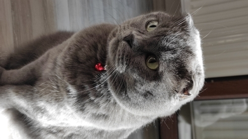 SOFYA YUVA ARIYOR fotoğraf