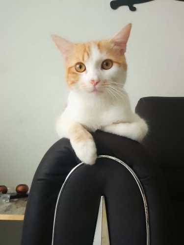 Çok cana yakın bi kedi oyuncu fotoğraf