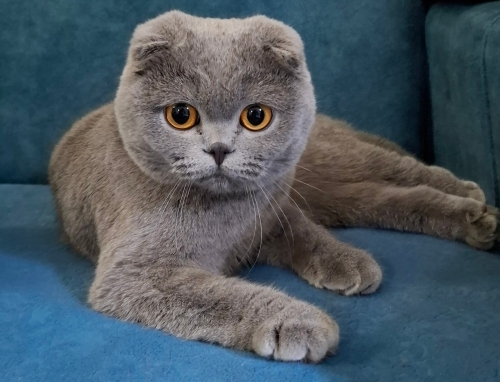 Scottish Fold kedim Mia çok uysal fotoğraf