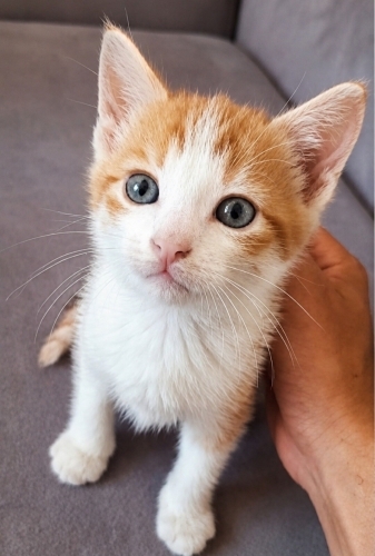 Acil yuva aranıyor fotoğraf