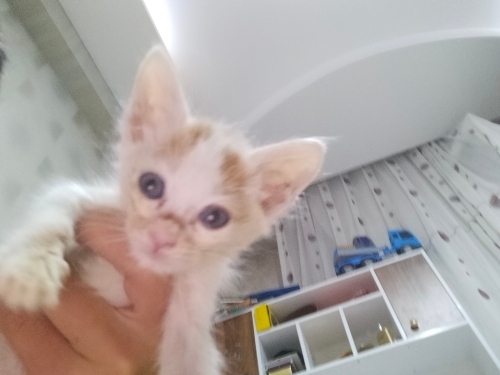 Çok uslu mavi boncuk gözlü fotoğraf