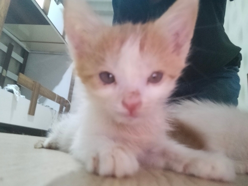 Oyuncu kendini sevdiren enerjik fotoğraf