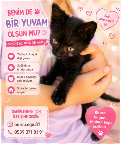 Acil bombay ömürlük yuvasını arıyoruz fotoğraf