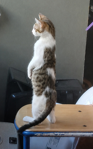 TOMBİK OĞLAN YUVA ARIYOR fotoğraf
