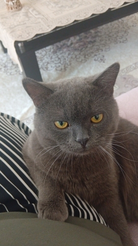 Evcil enerjik sevecen hareketli fotoğraf