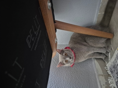 ASİL VE GÜZEL KIZIMIZA YUVA ARIYORUZ fotoğraf