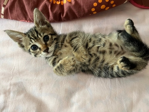 Kaputtan çıkan 1 aylık minik kız yuva arıyor fotoğraf