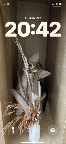 2 AYLIK ERKEK YAVRU KEDİ AŞILARI TAM TUVALET EĞİTİMİ VAR 5067401579 fotoğraf