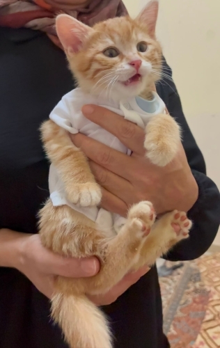 Yavru kedi sarman fotoğraf