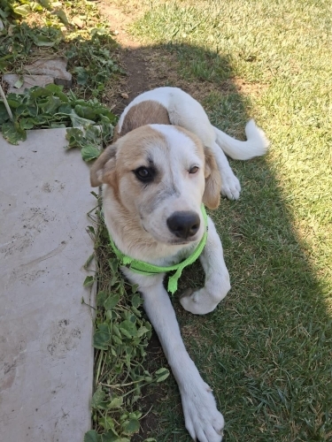 Casper kız yuva arıyor fotoğraf