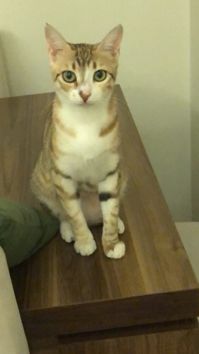Minik hanıma kalıcı yuva aramaktayız fotoğraf