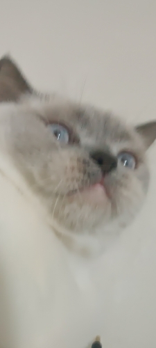 dişi kısır kedi fotoğraf