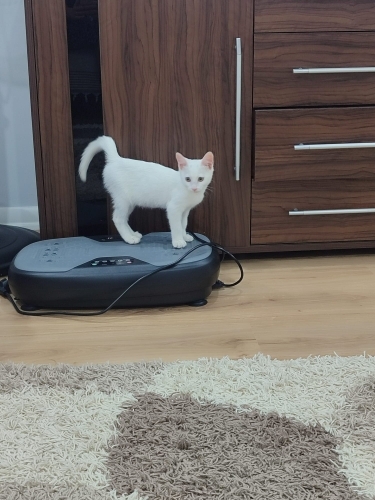 Bembeyaz, Oyuncu, Pamuk Yavru Kedi fotoğraf